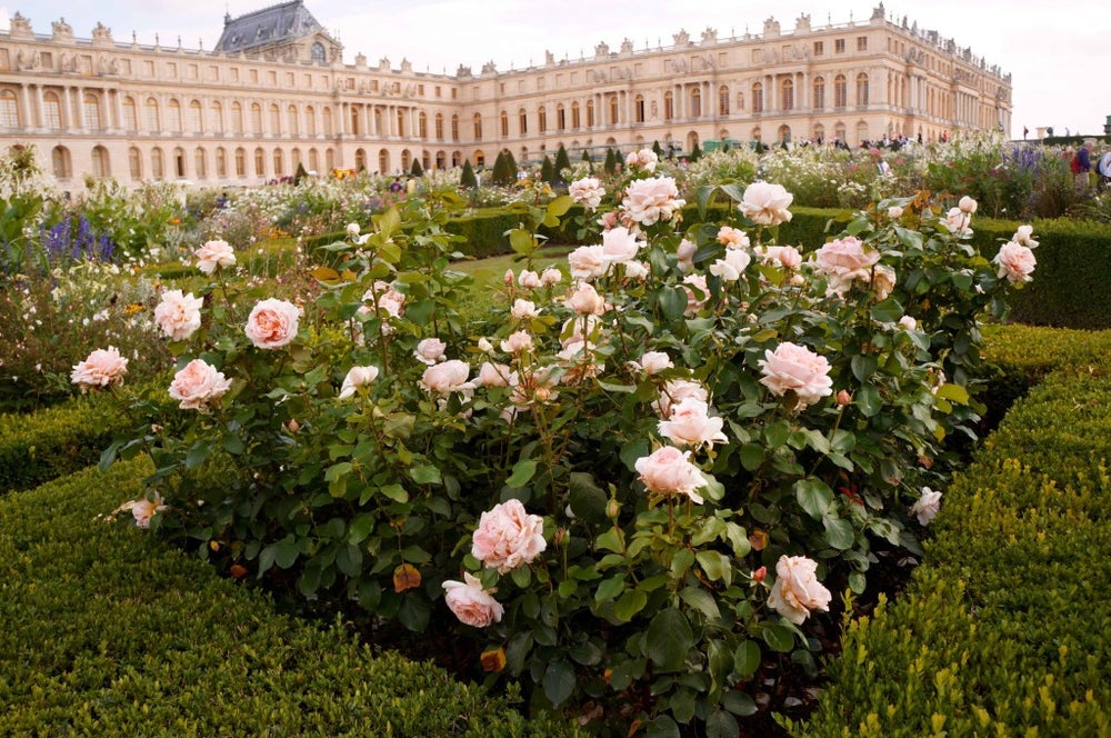 Versailles Collection "LA VIE EN ROSE"